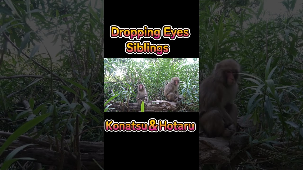 Dropping Eyes Siblings　Konatsu＆Hotaru　