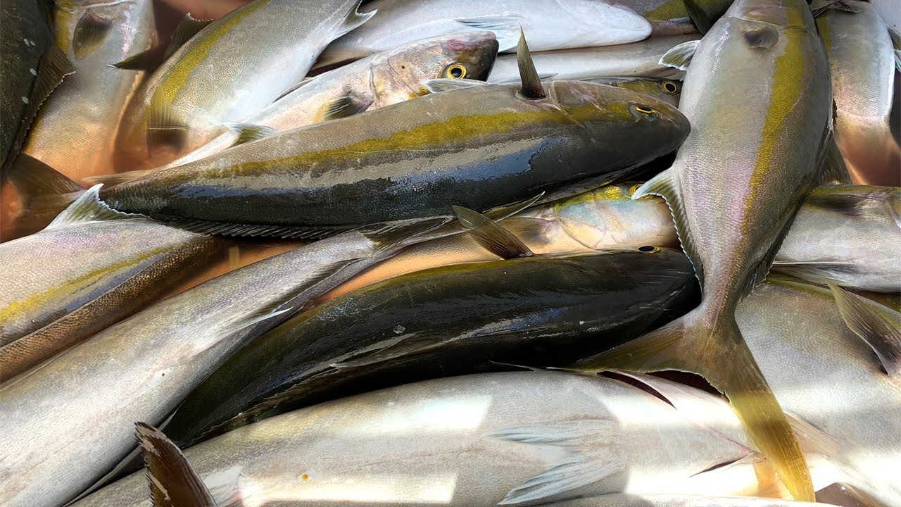 Fish Box FULL!!! Commercial fishing at its BEST! (Banded rudderfish)