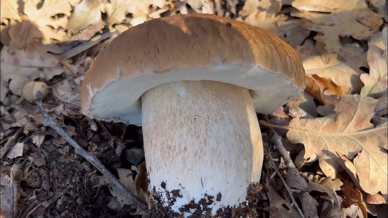 BOLETUS EDULIS En Alava, 19 de Noviembre 2023
