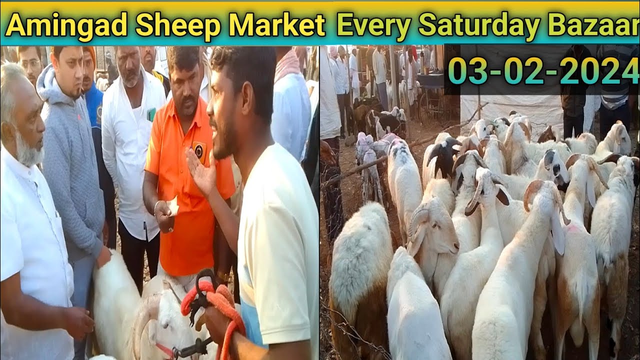 ಅಮೀನಗಡ ಕುರಿ ಮತ್ತು ಮೇಕೆ ಮಾರುಕಟ್ಟೆ | 03-02-2024 | karnarataka Amingad sheep 