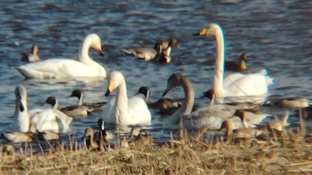 【多々良沼🦢ガバ沼】野生の白鳥が飛来する沼、群馬県館林市に出掛けました💓餌やりの時間は白鳥達と鴨達が集まり、とても賑やか🥰沢山食べて春に備えてね🎶　📷20260111 The Gaba swamp.