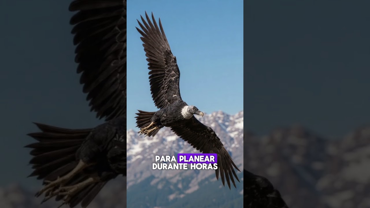 ¿Sabias esto? Condor Andino 