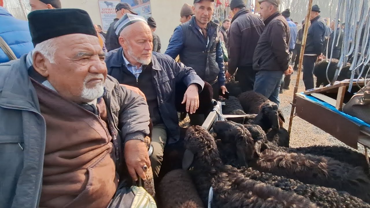 YOZYOVON BOZORIDAN QOʻY QOʻZILARNING NARXLARI 