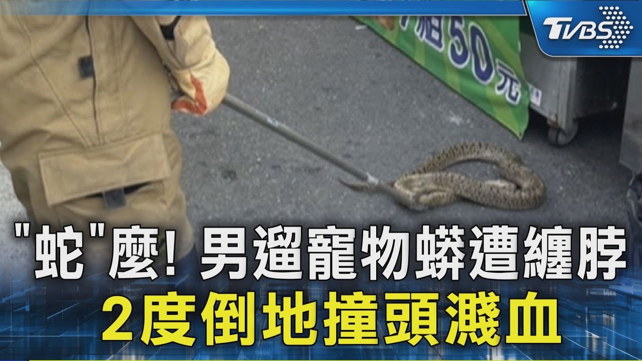 「蛇」麼! 男遛寵物蟒遭纏脖 2度倒地撞頭濺血｜TVBS新聞 @TVBSNEWS02