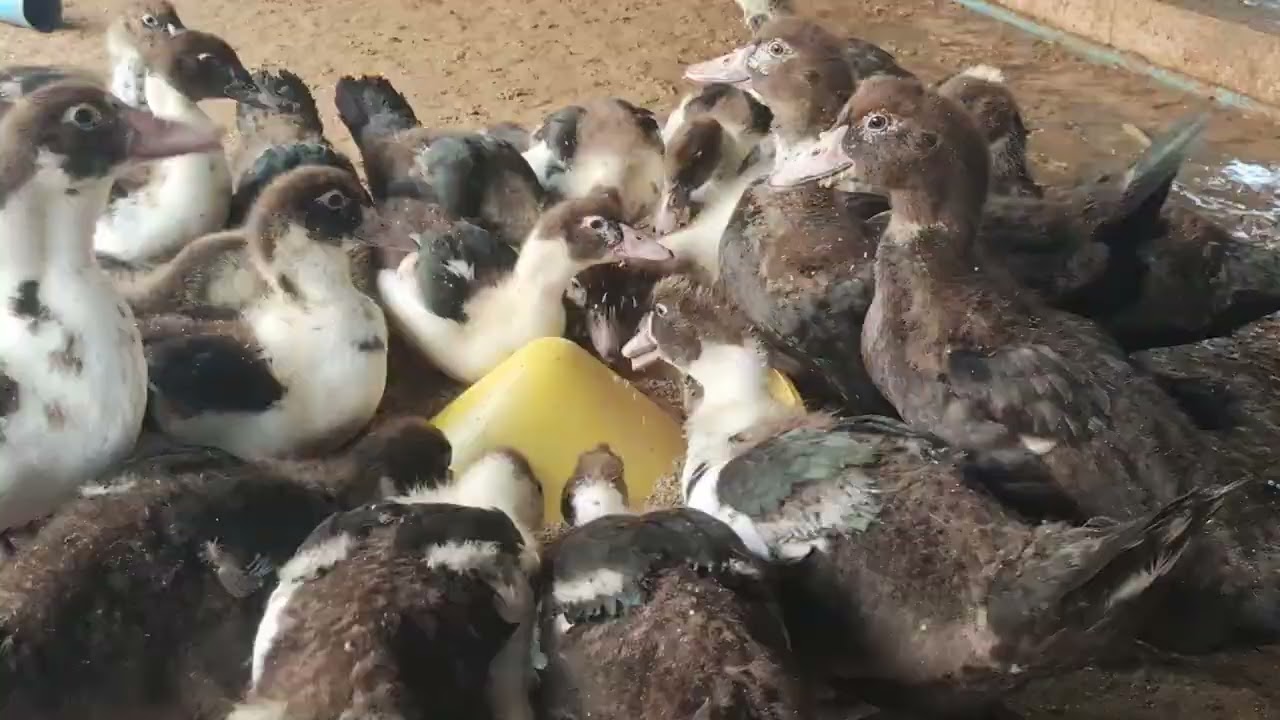 Document of duck 2017