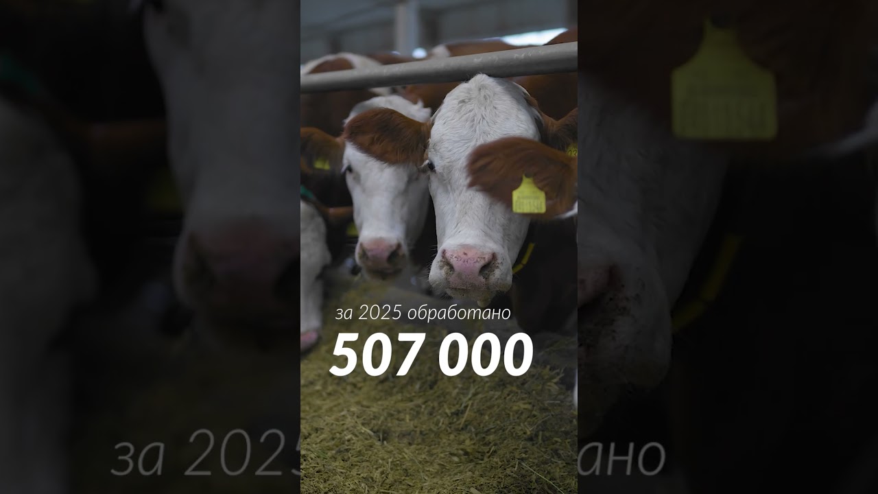 Что приобретает клиент на самом деле?  #hooftrimming #hoof #сельскоехозяйство #farming #ферма