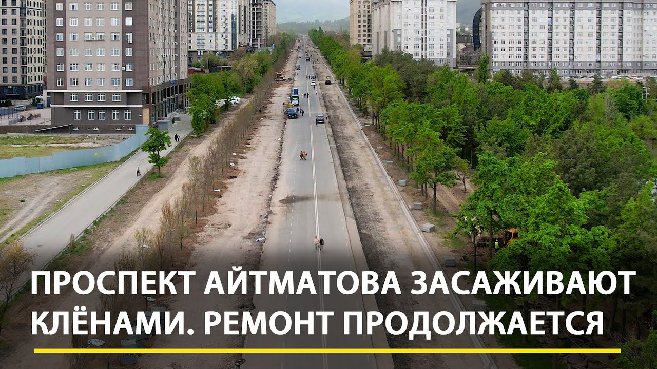 Проспект Айтматова засаживают клёнами. Ремонт продолжается