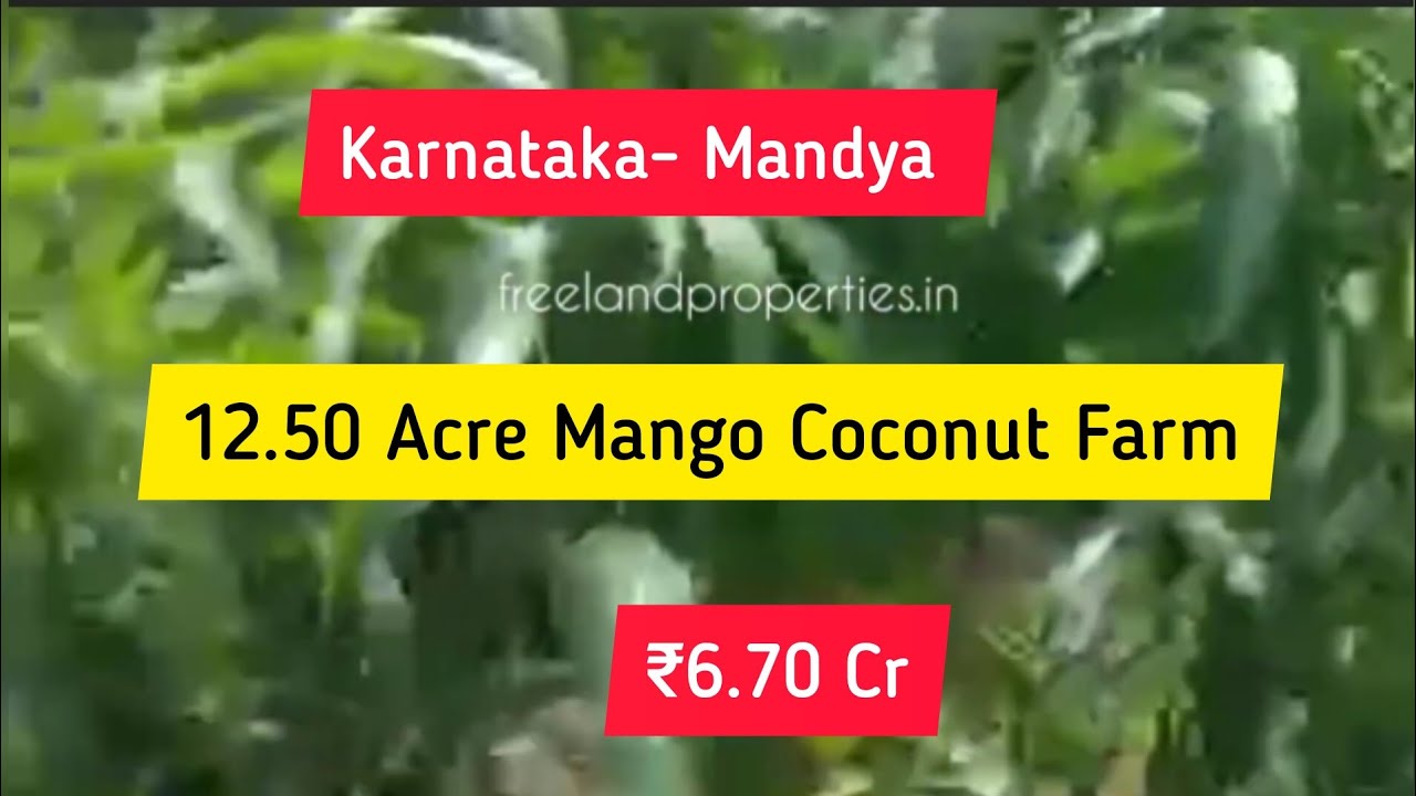 12.50 Acre Mango & Coconut Farm For Sale | Karnataka | Mandya (6.70 Cr)