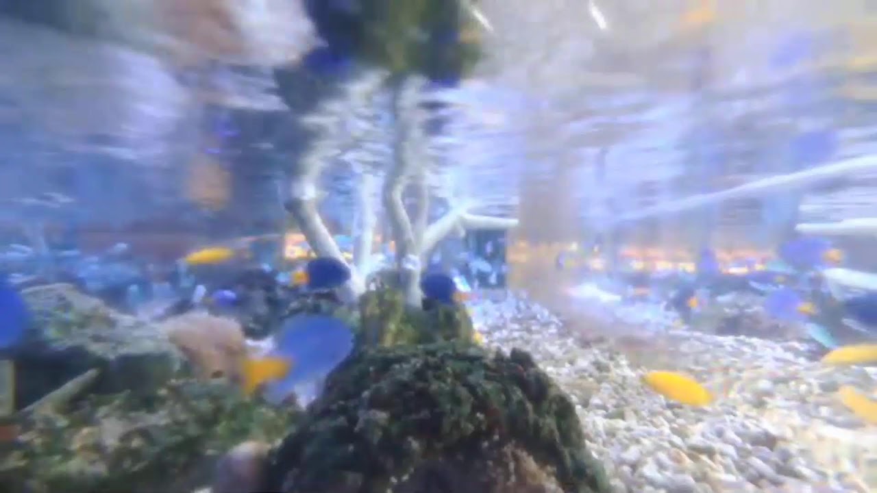 日海センター　水槽 or 駐車場の様子　ライブ