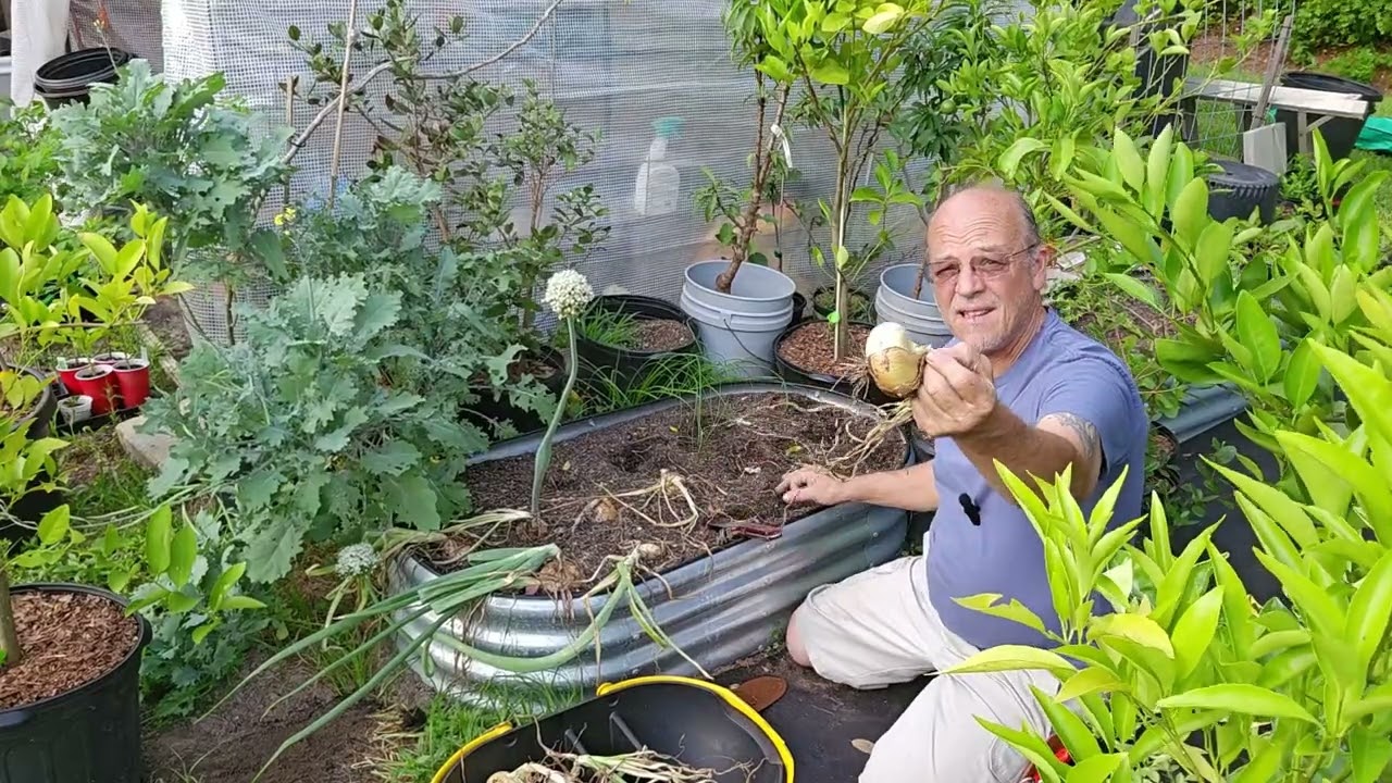 Potato and Onion Harvest 2025 - June 8, 2025