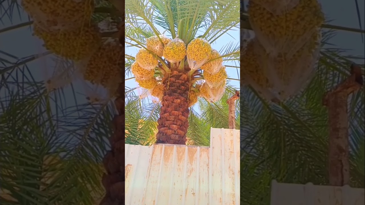 عروس البيت #نخلة #نخل #fruit #يوميات #فواكه #تمور #تمور_فاخرة #نخيل #الغربيه #birdsounds