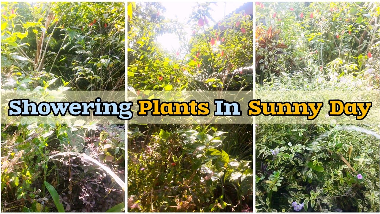 A Beautiful Sunny Day 🌞 In My Garden 🏡🪴🌷🌻 Watering Plants 🌲🚿 Vlog 24 💛💚 #dailyvlog #youtube #video 