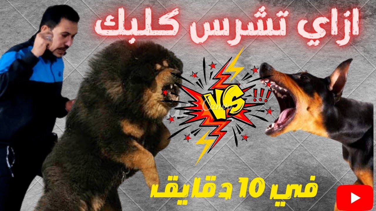 كيفيه تشريس الكلب في ٥ دقايق وبنفسك مع كابتن شريف شحاته