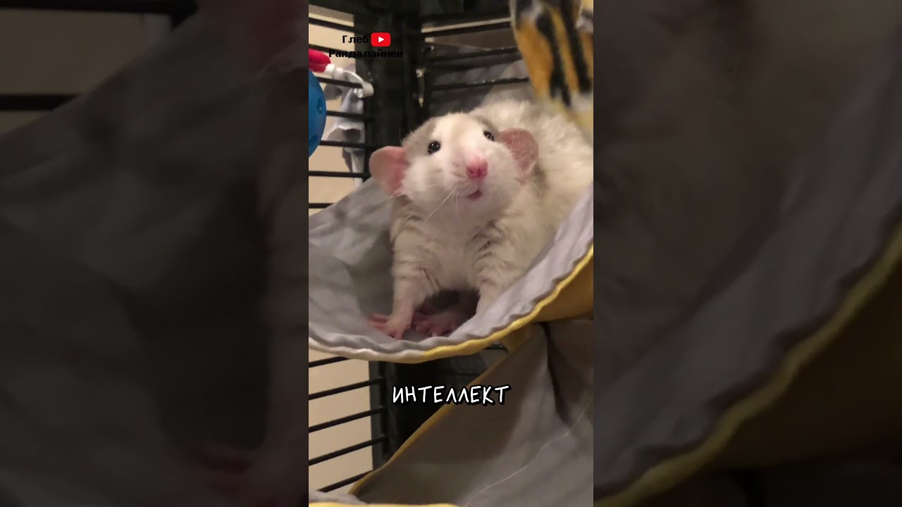 Rats are underrated 🐀