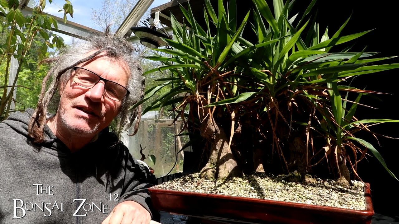 My Yucca Forest Show Prep, The Bonsai Zone, May 2025