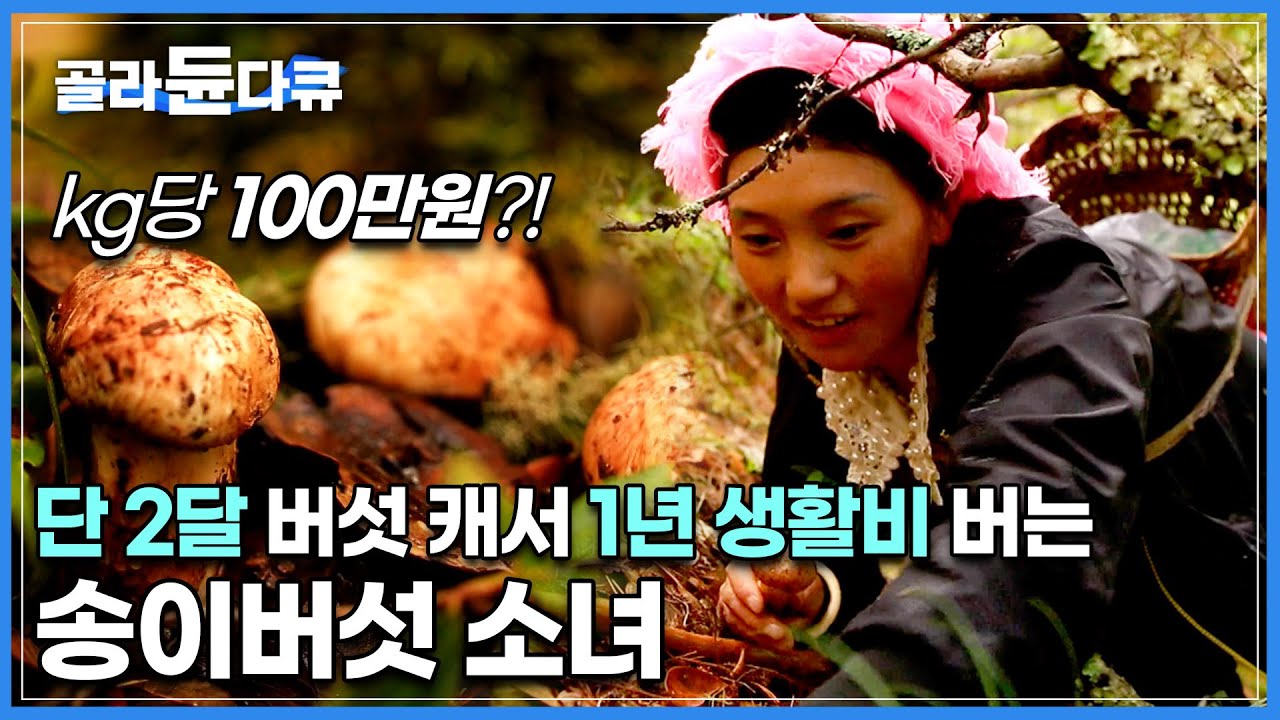 7살 때부터 좋은 야생 송이버섯을 얻기 위해 새벽녘부터 험한 산길을 올랐던 소녀, 이제는 버섯을 제일 먼저 완판하는 고수가 되다|중국윈난 샹그릴라 야생송이|세계테마기행|#골라듄다큐