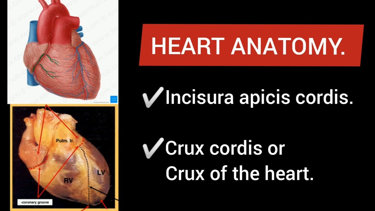 Heart Anatomy.  INCISURA APICIS CORDIS & CRUX CORDIS or CRUX OF THE HEART.