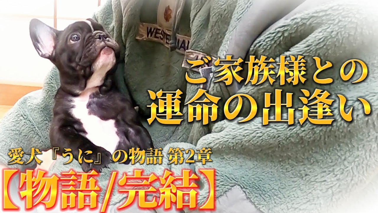 出逢い、運命、タイミング。これはふたりの赤ちゃんが巣立っていく感動ストーリー【ぶひ録/物語/完結】