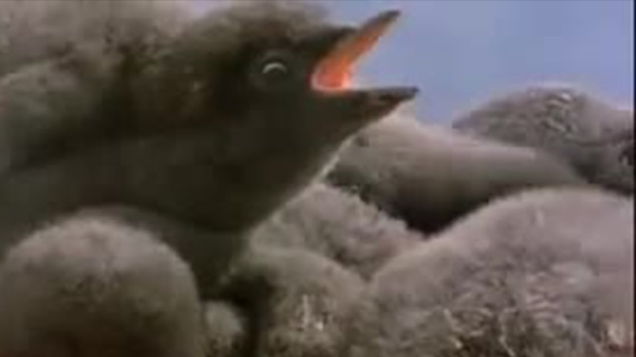 Baby Penguins Struggle for Survival | BBC Studios