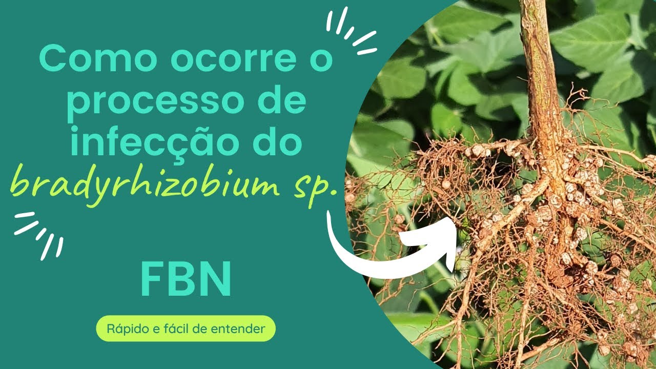 FBN: Como ocorre a nodulação em Soja. Bradyrizobium sp.