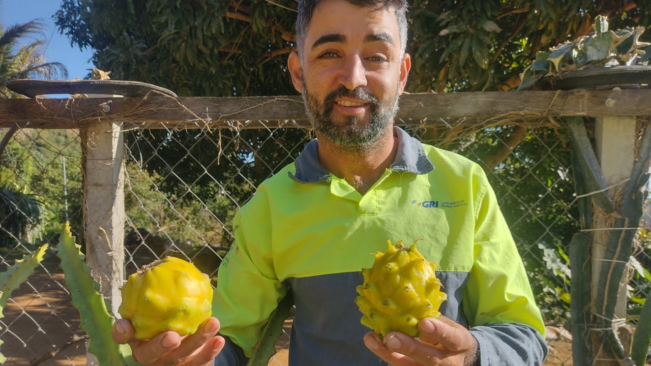 Pitaya amarela Crioula e pitaya Bola de ouro.Veja as diferenças entre elas.
