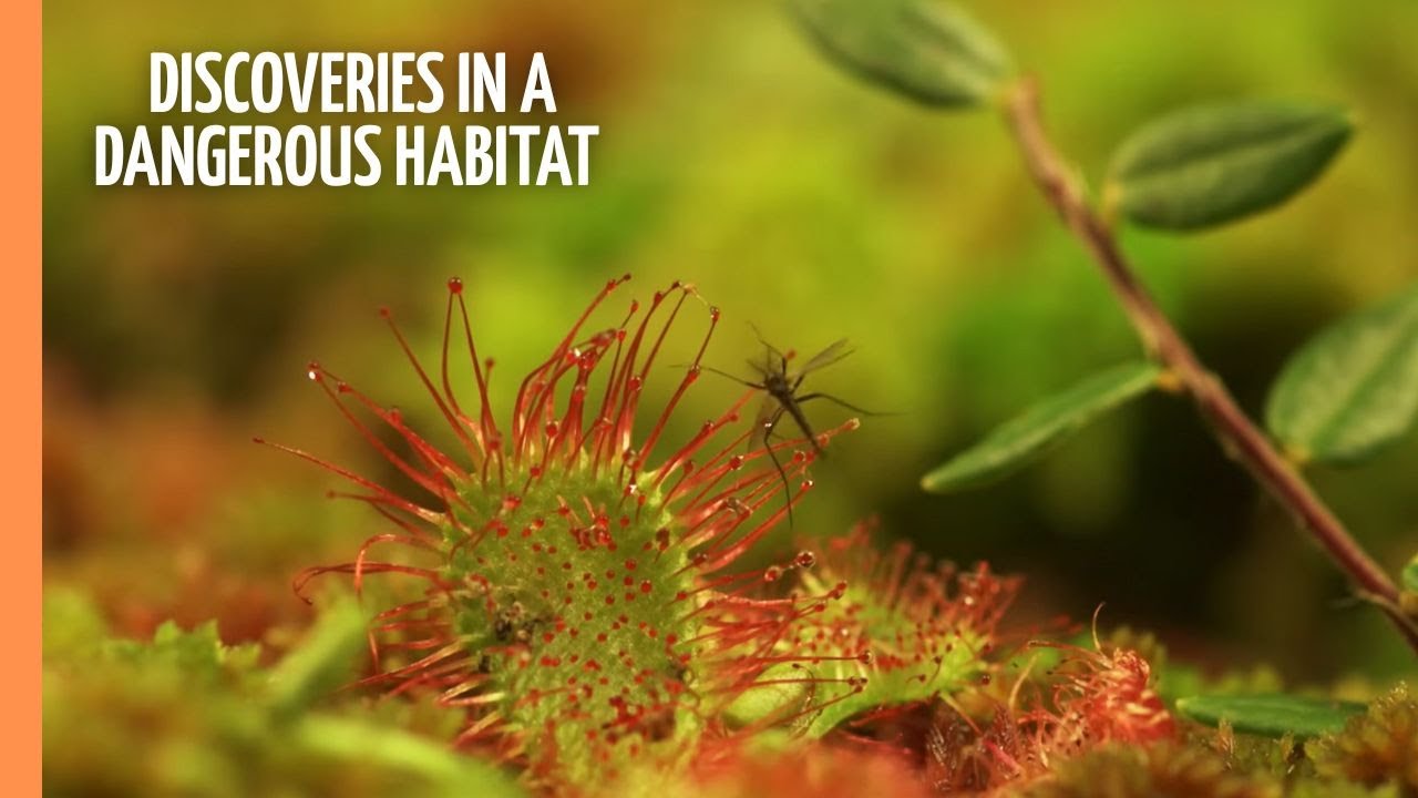 The Moor - Amazing Discoveries in an eerie and dangerous Habitat | Full Documentary