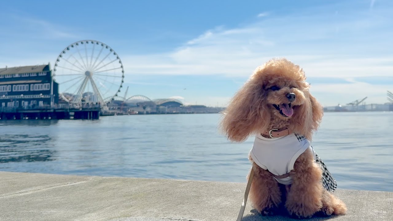 【犬連れで楽しむシアトル】海を眺めながらウォーターフロントを散策🌊