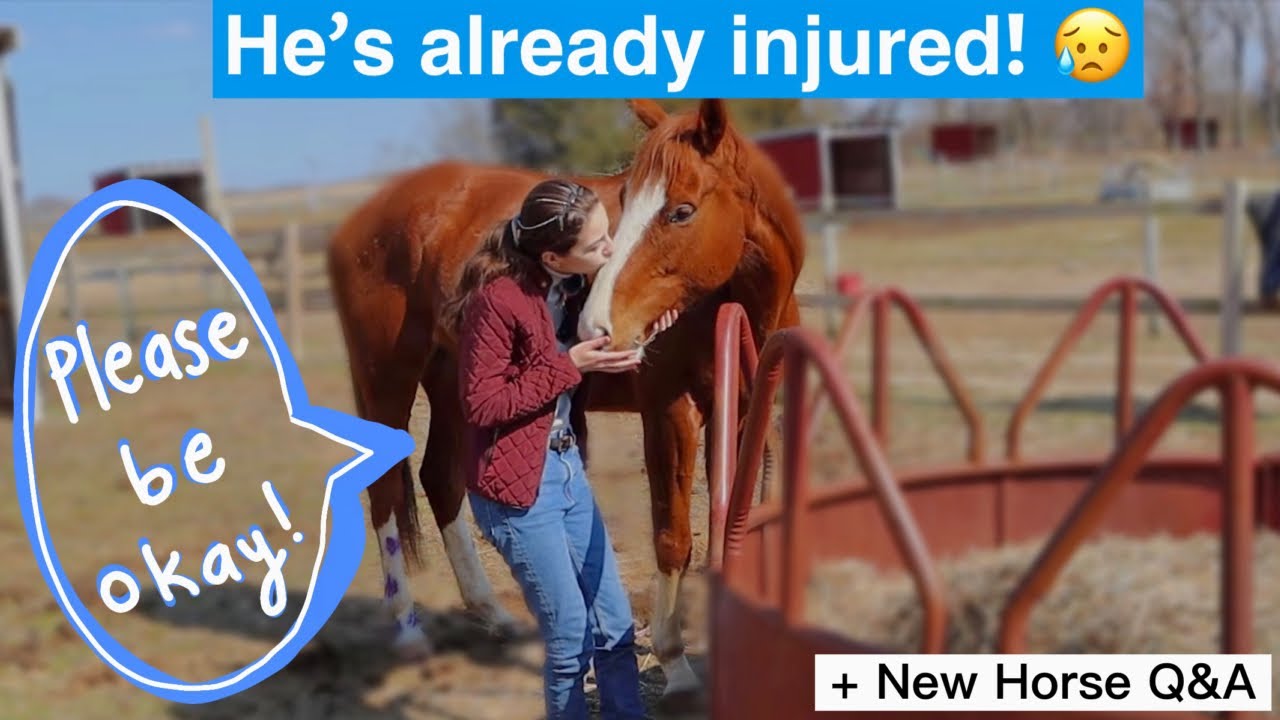The Scoop on my NEW HORSE! +Groundwork Vlog
