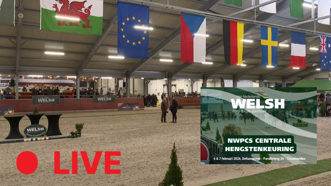 LIVE te volgen: WELSH HENGSTENKEURING 2026🏵️ Kijk voor de volledige stream op ClipMyHorse 🐴