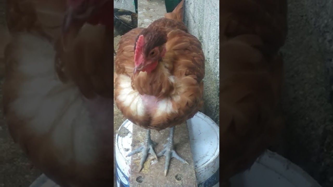 GALLINA 🐔 PIROCA  PONEDORA COLORADA CARIOCA CUELLO DESNUDO 🤠 MUY BONITAS MIS GALLINAS 🐔