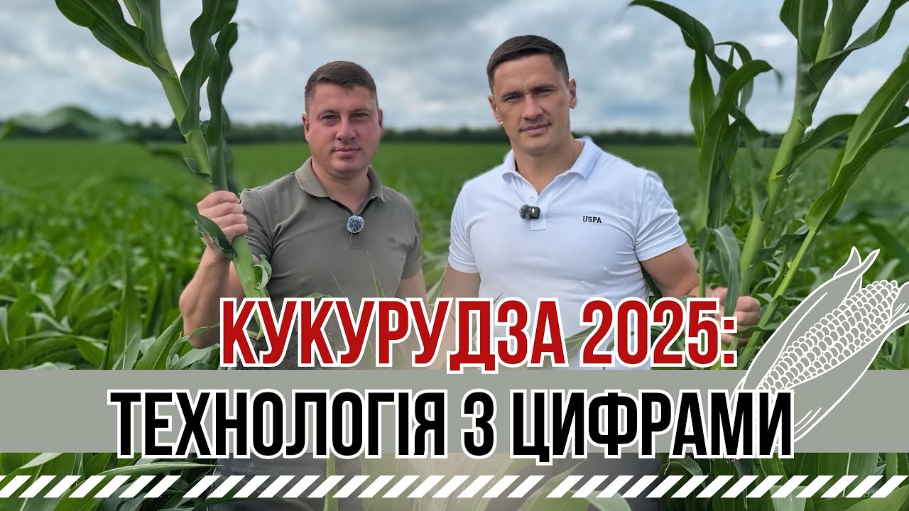 Кукурудза: технологія вирощування,собівартість 1/га-все в деталях