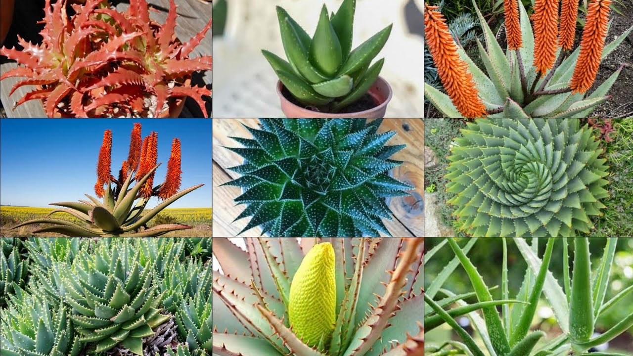 26 Aloe varieties || Aloe vera varieties a to z/plant varieties ||Pinkish paradise