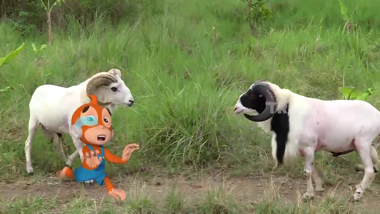 Domba Garut Tandungnya Emang Imut imut Nyeremin | SI OTAN (07/01/21)