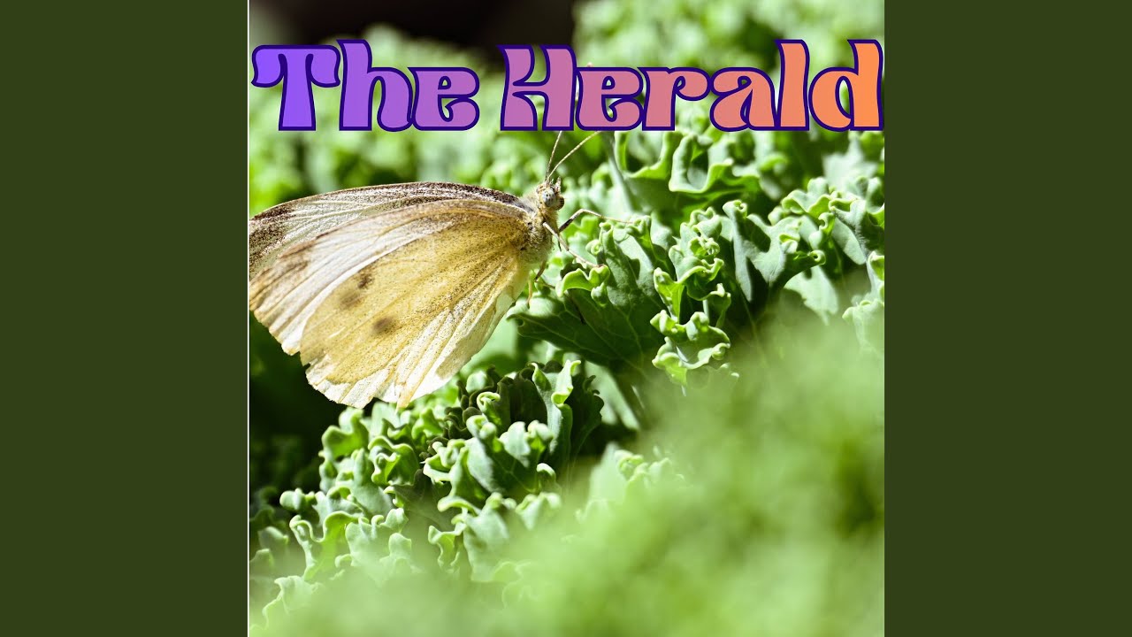 The Herald
