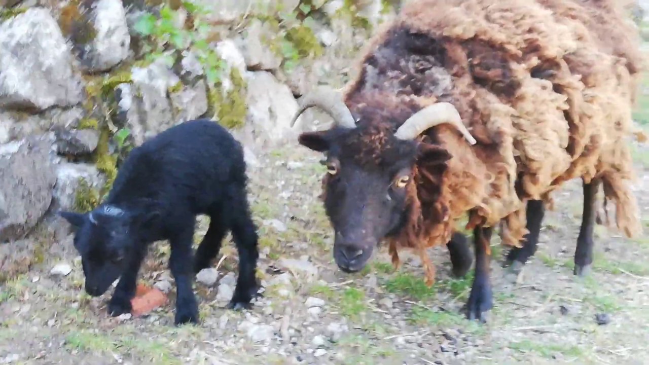 moutons d ouessant les derniers arrivés