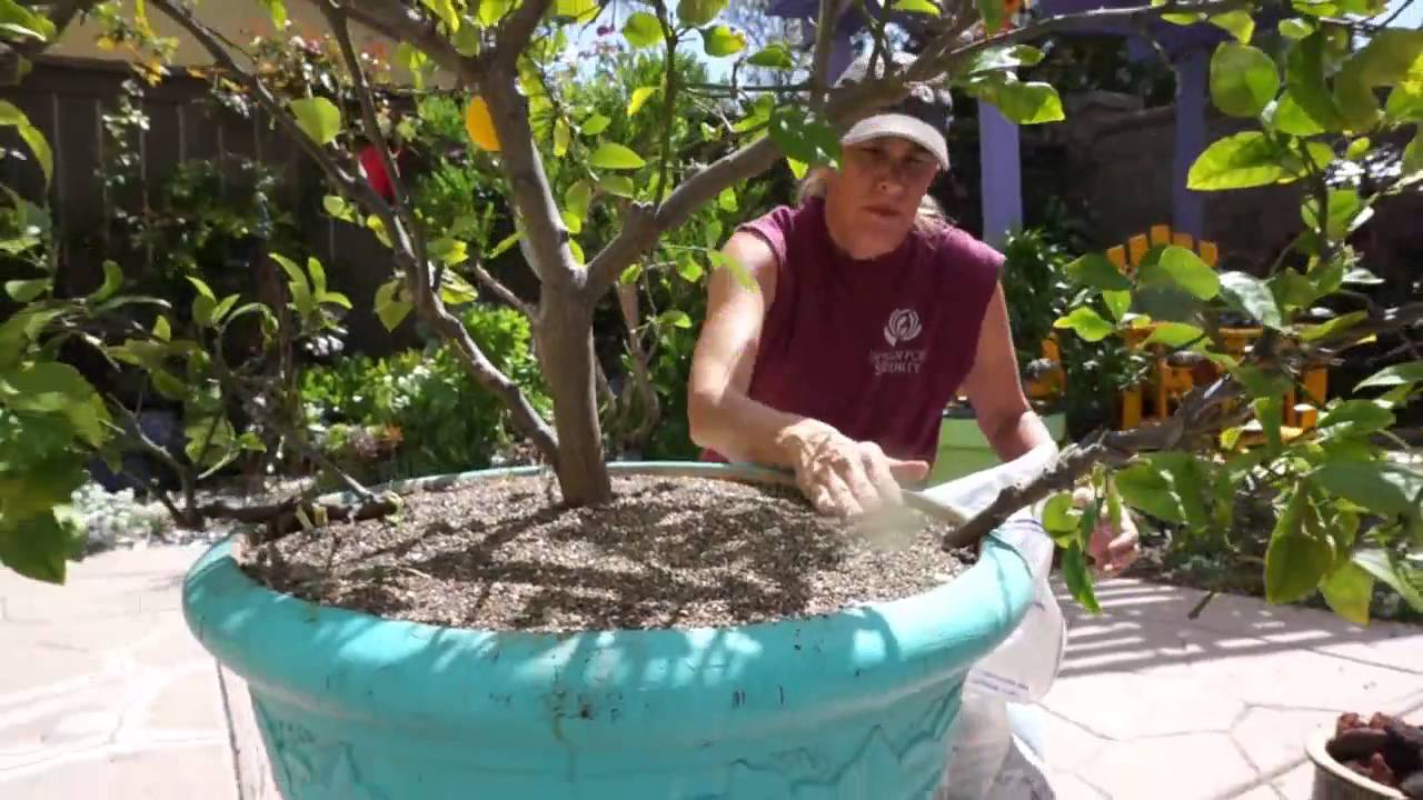 Lauras Tip of the Day Succulents and Fruit Trees