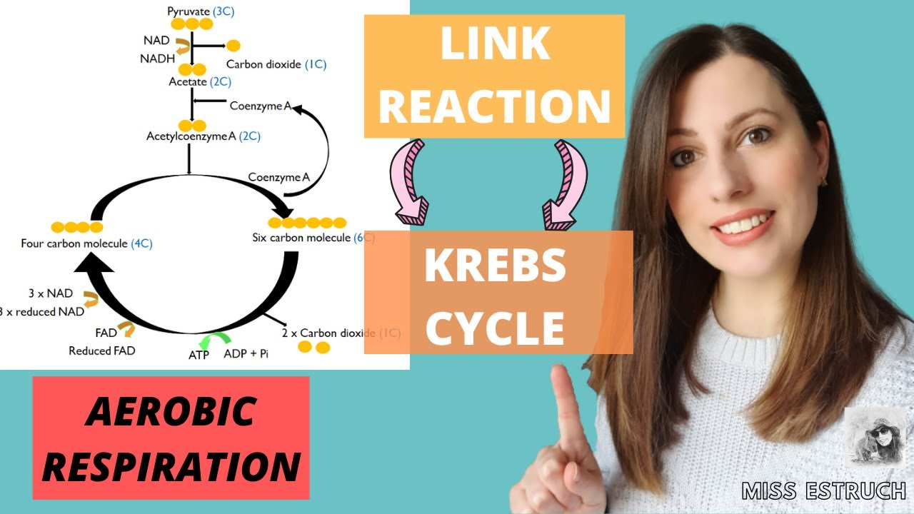 AEROBIC respiration: The LINK REACTION and the KREBS CYCLE for AQA A-level Biology.