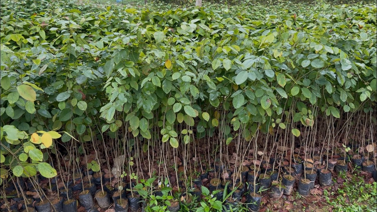 CÂY GIỐNG TRẮC ĐỎ - DÒNG CÂY GỖ QUÝ GIÁ TRỊ THEO TỪNG NĂM THÁNG KHÔNG NÊN BỎ LỠ - 0798 414 414