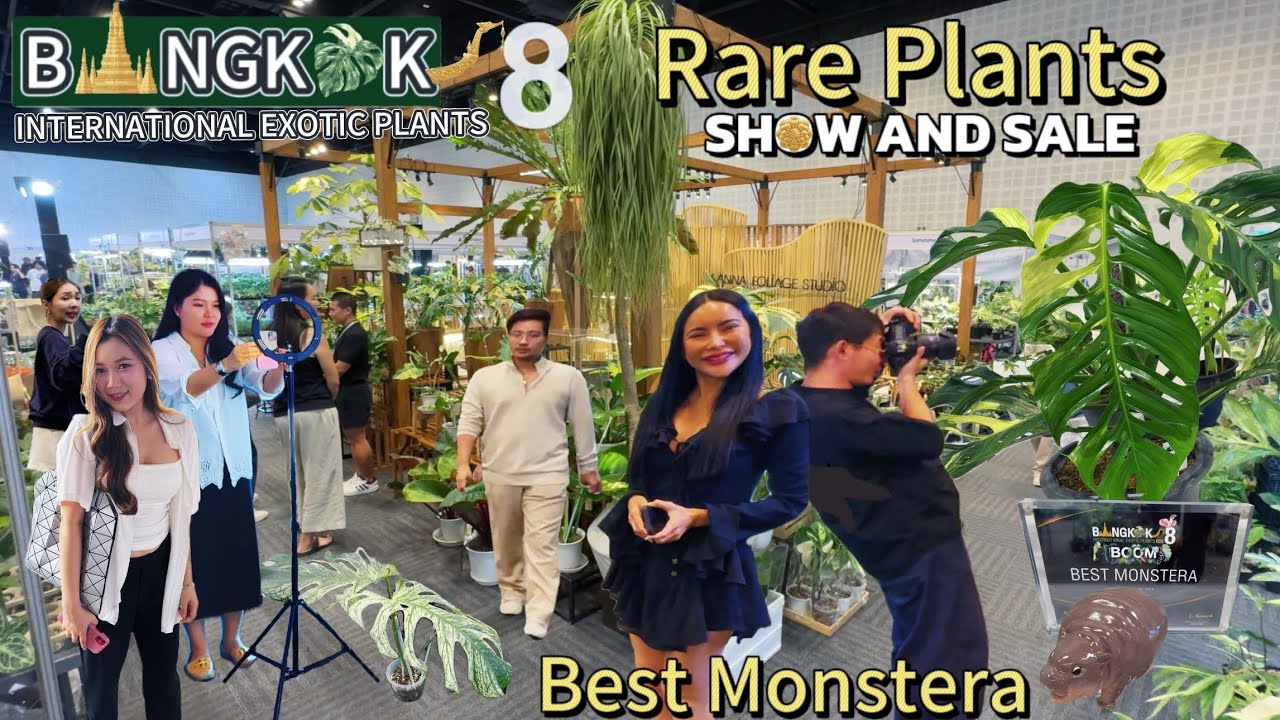 Thailand 8th Rare Plant Show, Best Monstera 1st place, Prices in Thai baht, late upload
