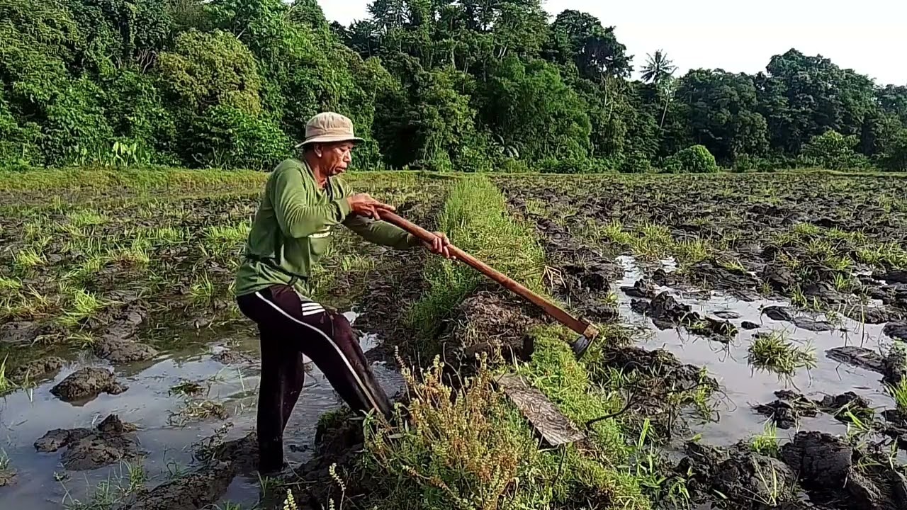 menutupi lubang tikus dan memperbaiki pematang sawah 