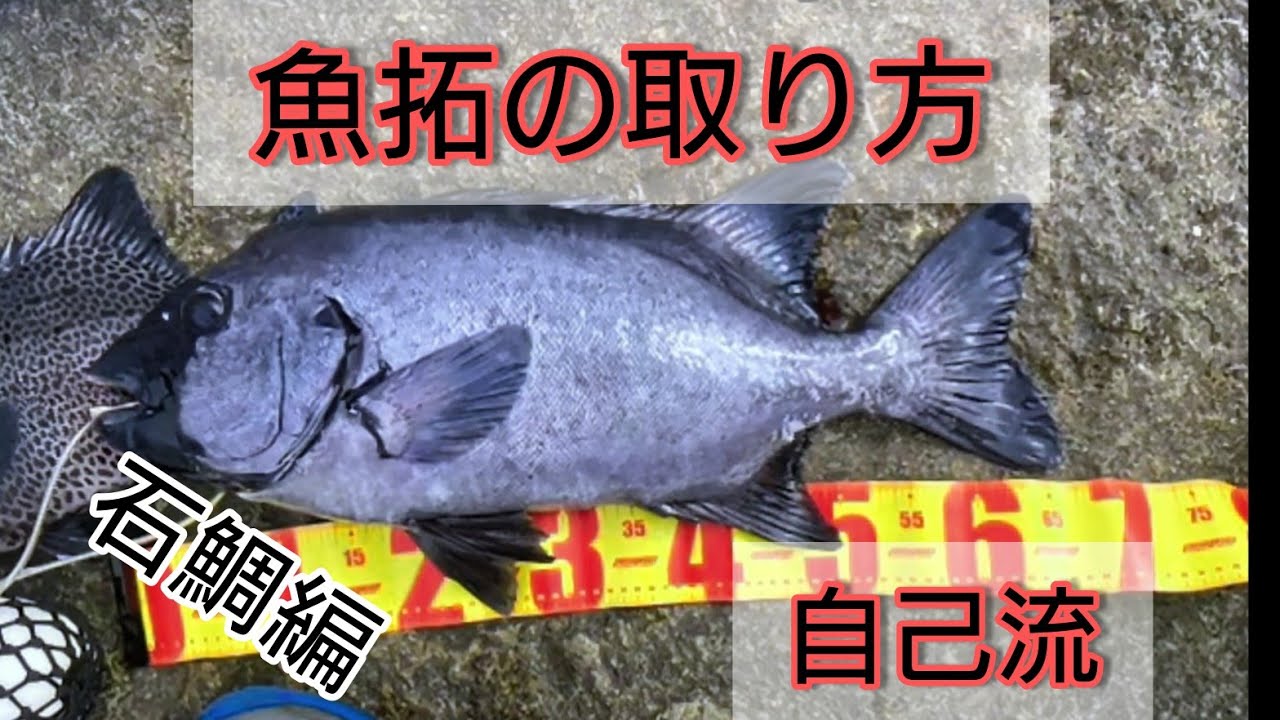 魚拓の取り方（自己流）#石鯛釣り#石鯛#魚拓