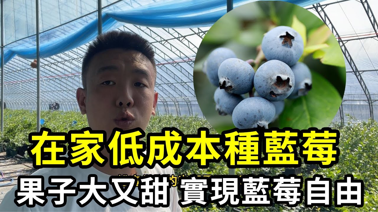 家庭种蓝莓7大问题一次全解决，蓝莓结果又大有多，在家实现蓝莓自由！【禅艺绿植工作室】