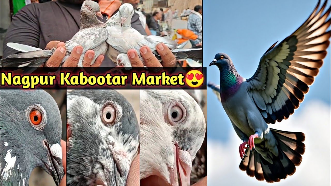 Nagpur Kabootar Market Video | High Flyer Pigeons