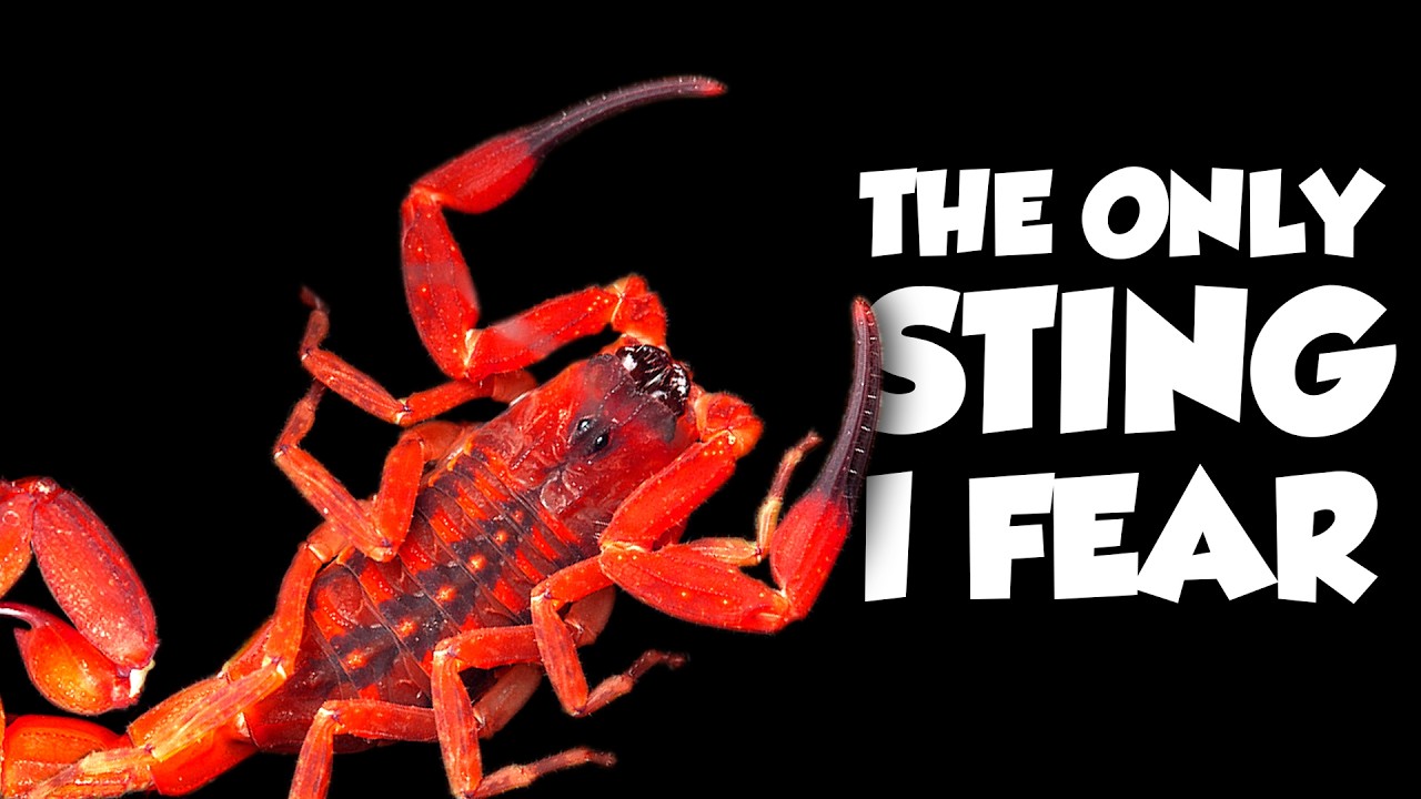North America's DEADLIEST Scorpion ISN'T from the Desert