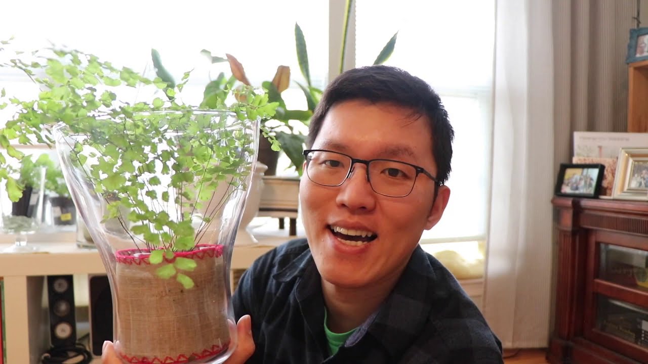 我如何照顧鐵線蕨