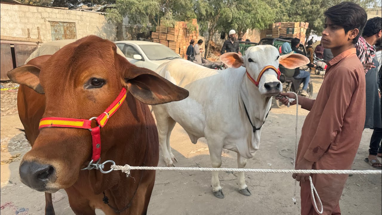 Lalukhet Bakra Mandi Mein Hamara Soda Nahi Hua Shoqeeno 😒