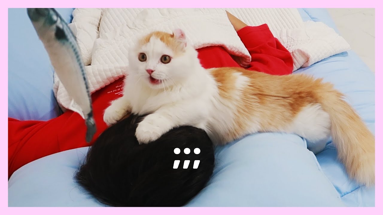 Wake Up My Sleeping Friend With the Cats! Step on his Face, LMFAO