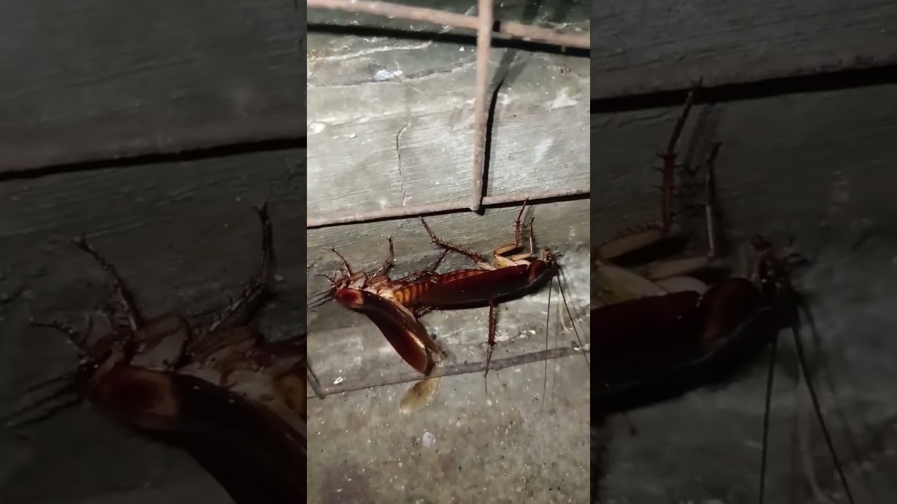 #ipis #Cockroach!