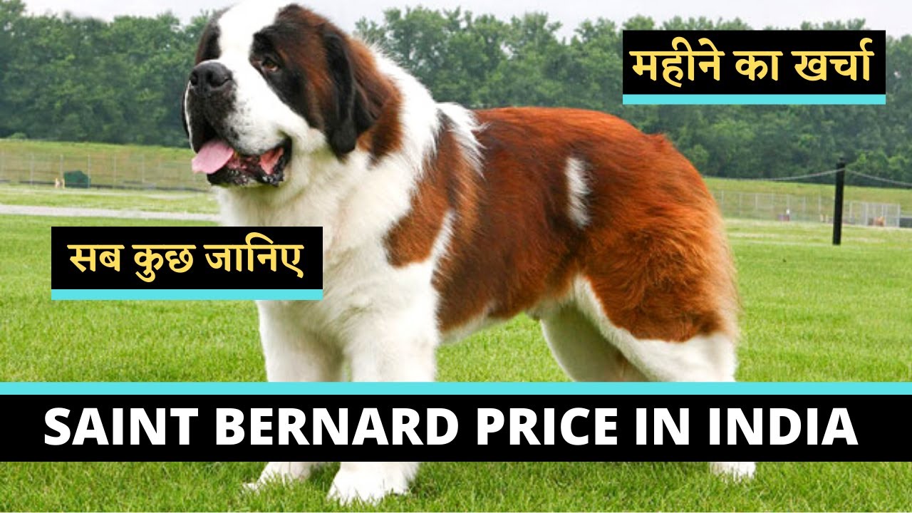 Saint Bernard Puppies Price In India | Monthly Expenses Of St. Bernard Dogs (HINDI) - I LOVE DOGS