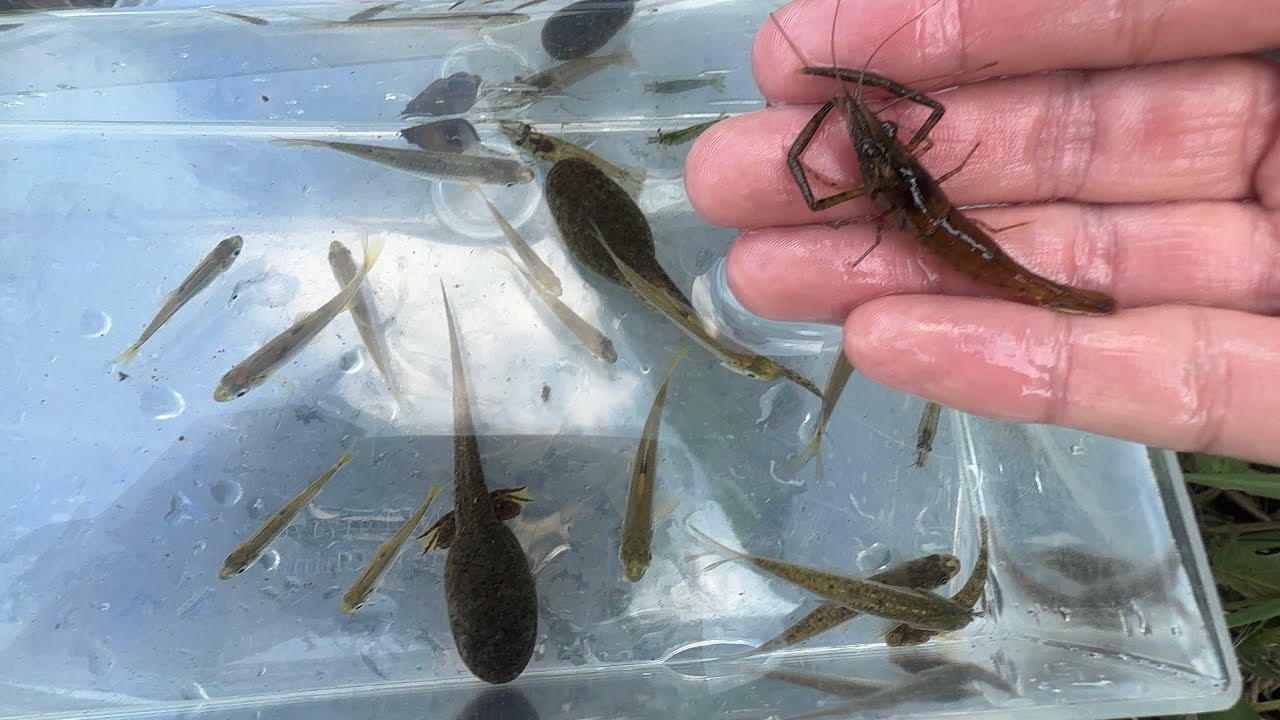 雨で増水した川の支流で生き物観察【ガサガサ】